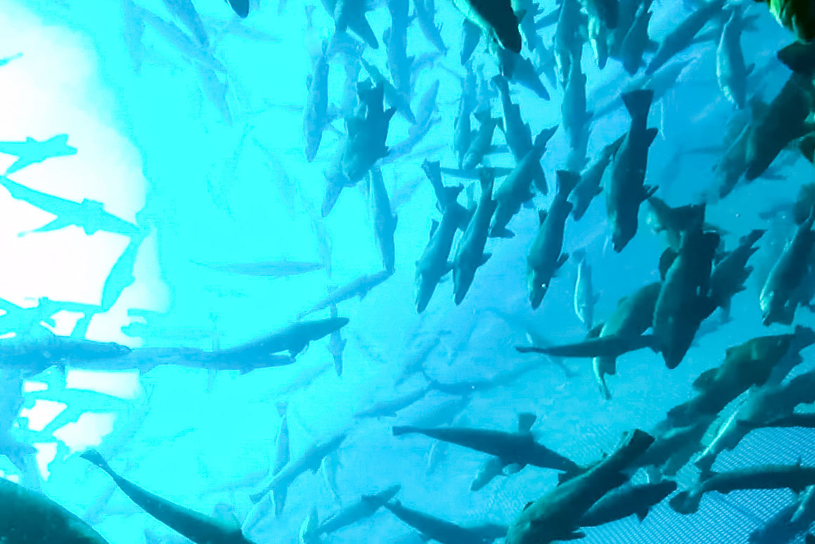 Dialogmøte om dokumentasjon av fiskevelferd ved utvikling av ny teknologi