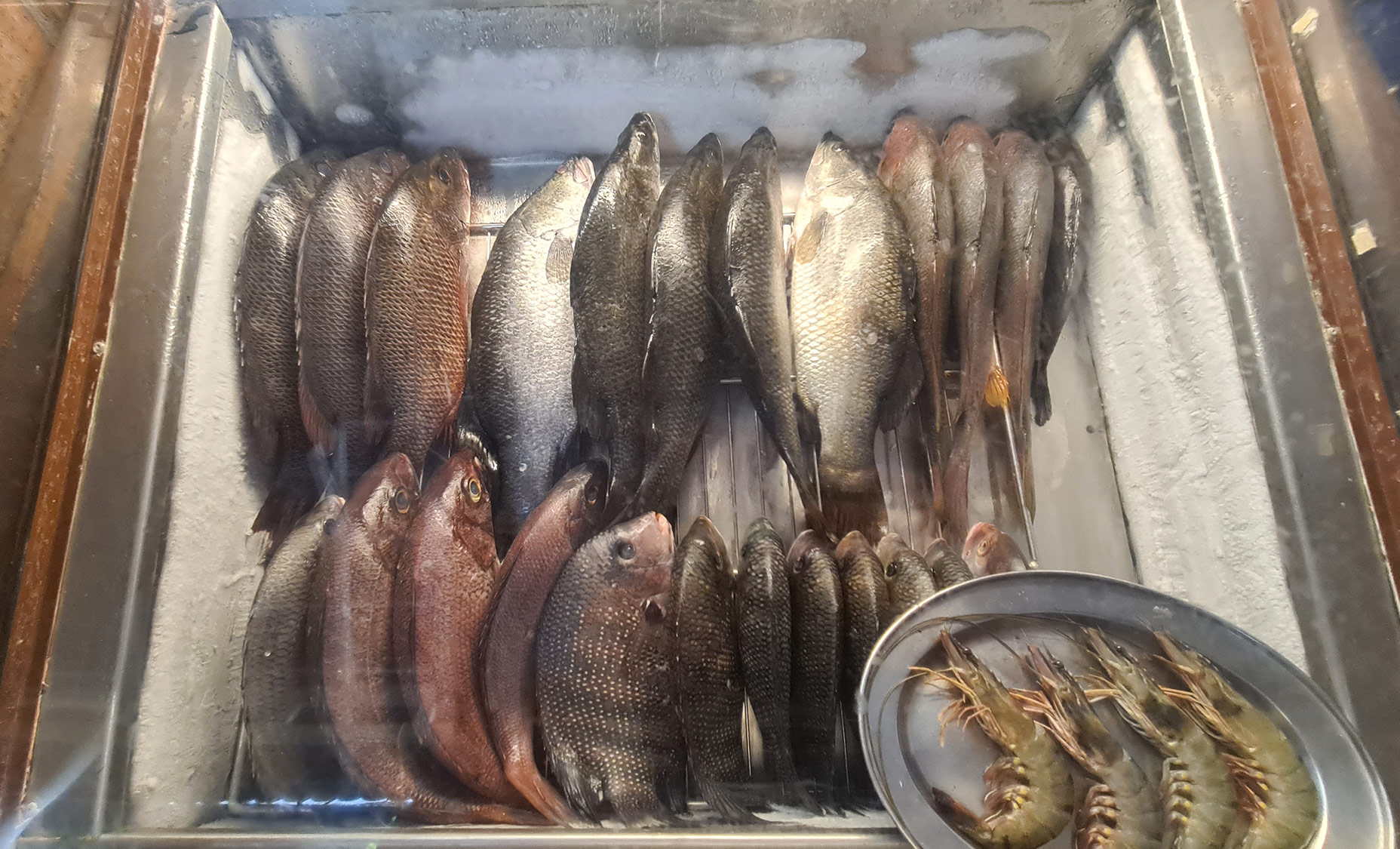 Fisk i kjøleboks
