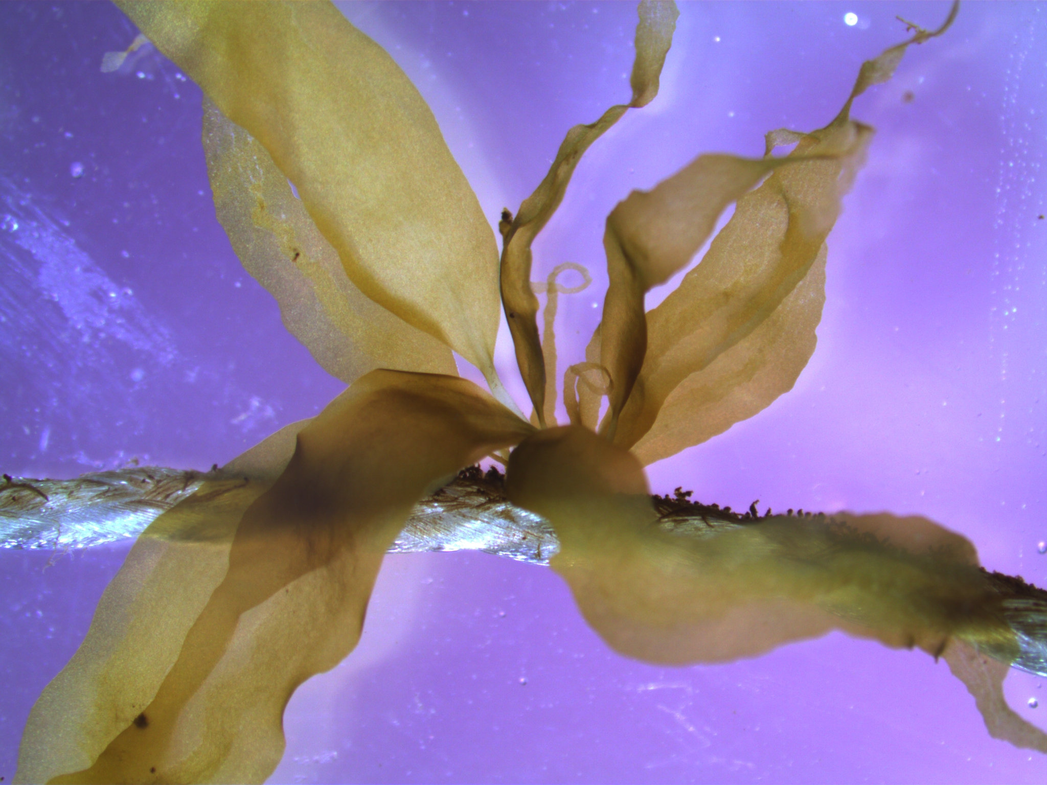 Tang og tare er gode verktøy i klimakampen