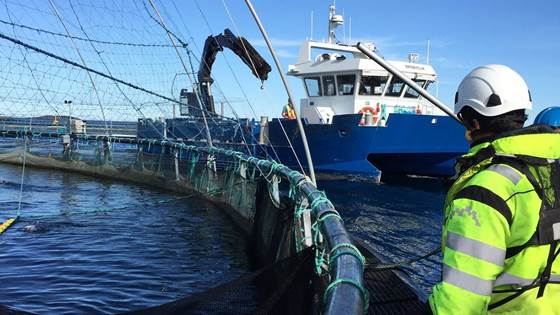 Hvordan hindre rømming av oppdrettsfisk?