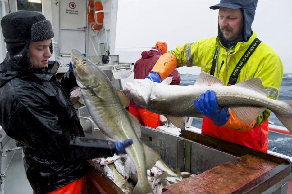 99% av fiskerne trives på jobb