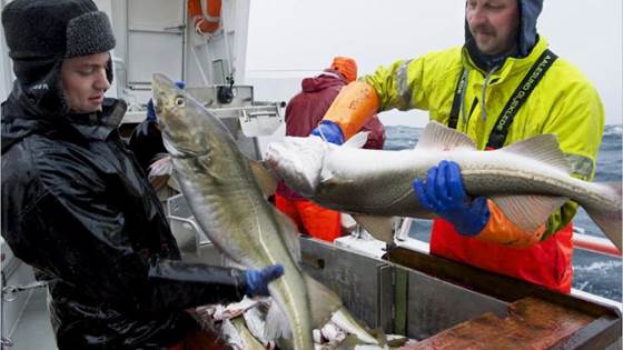 99% av fiskerne trives på jobb