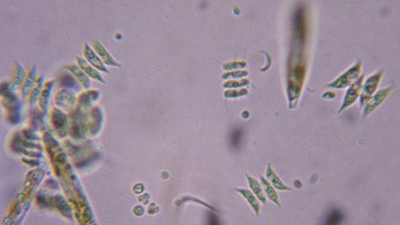 Våroppblomstring og håndtering av fisk