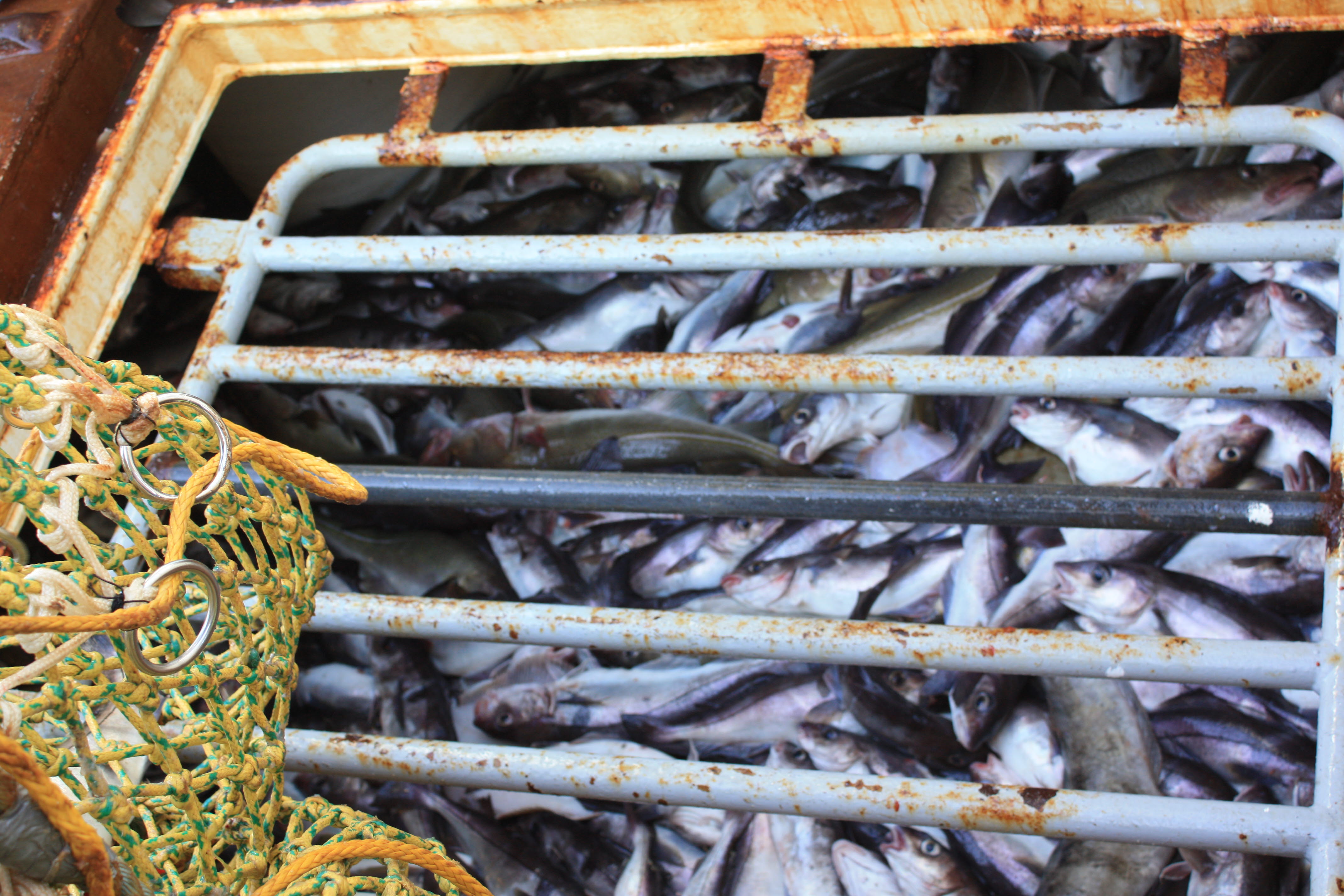 EU-ønsker løsning på utkast i fiskeflåten