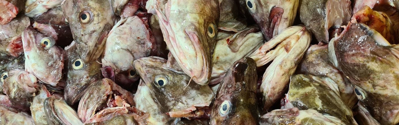 Skallebank – Mekanisk separasjon av torskehoder