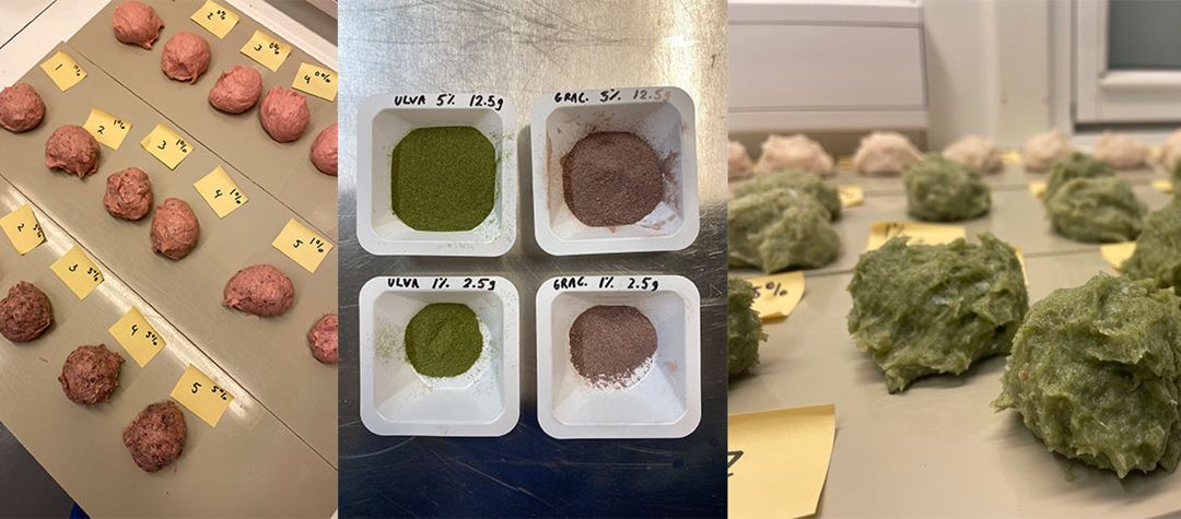 Forsøk på lab med tilsats av dehydrert havsalat (ulva spp.) og søl (Palmaria palmata) til fiskekaker og medisterkaker.