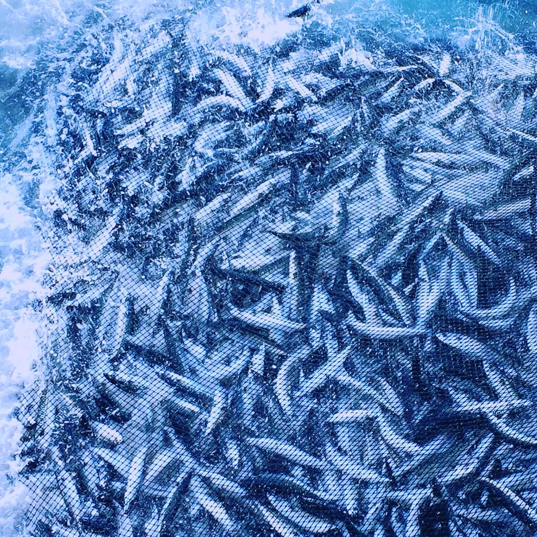 Makrellen koker i nota. Foto: SINTEF Ocean, Guro Møen Tveit