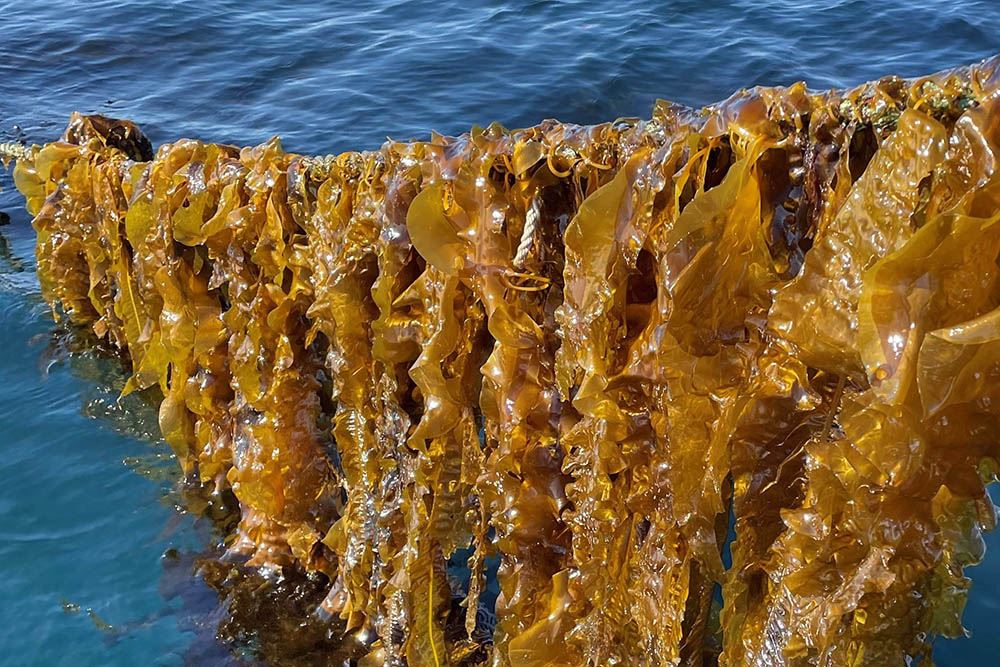 Tare_2_foto_SINTEF_Ocean_webb.jpg