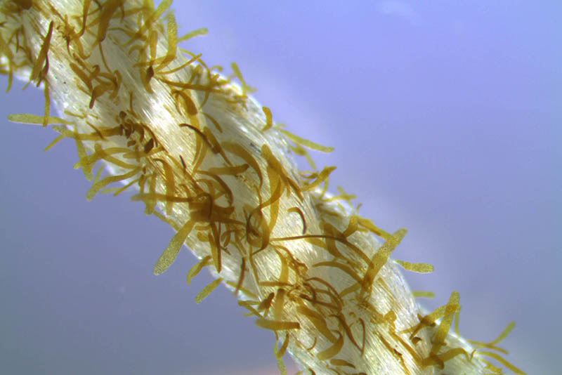 Tau_m_kimplanter_av_tare_foto_SINTEF_Ocean_webb.jpg