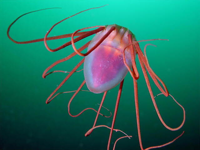 To adapt or not adapt?