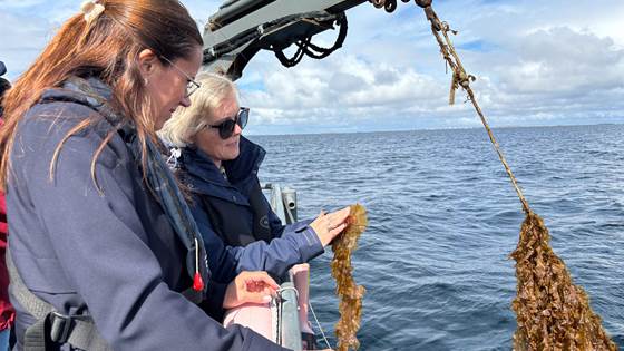 Fiskeri- og havministeren er med på høsting av den første karbonfangst-taren