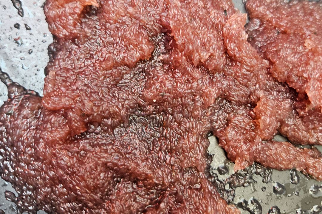 Freshly caught calanus close up