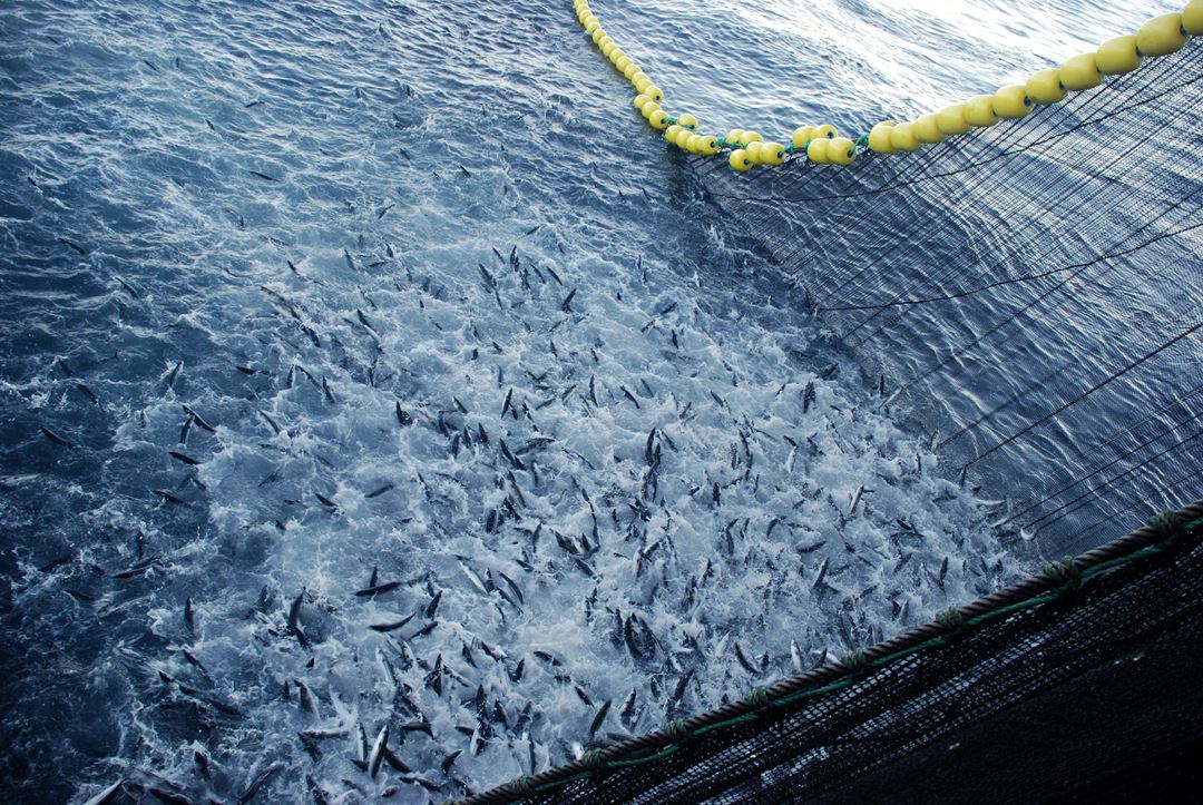Ringnotfangstet makrell. Foto: SINTEF Ocean, Guro Møen Tveit