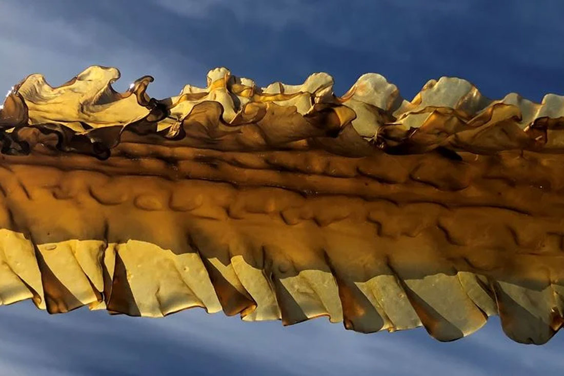 Webinar: New products from cultivated seaweed for blue-green value-chain