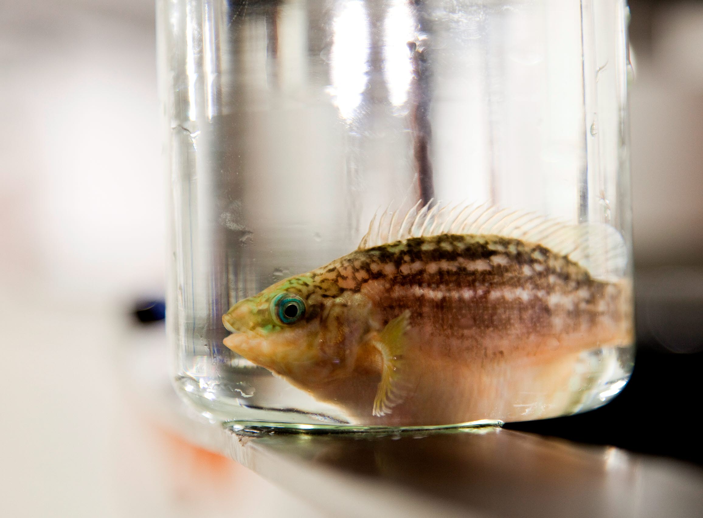 Ny bok om produksjon av berggylt