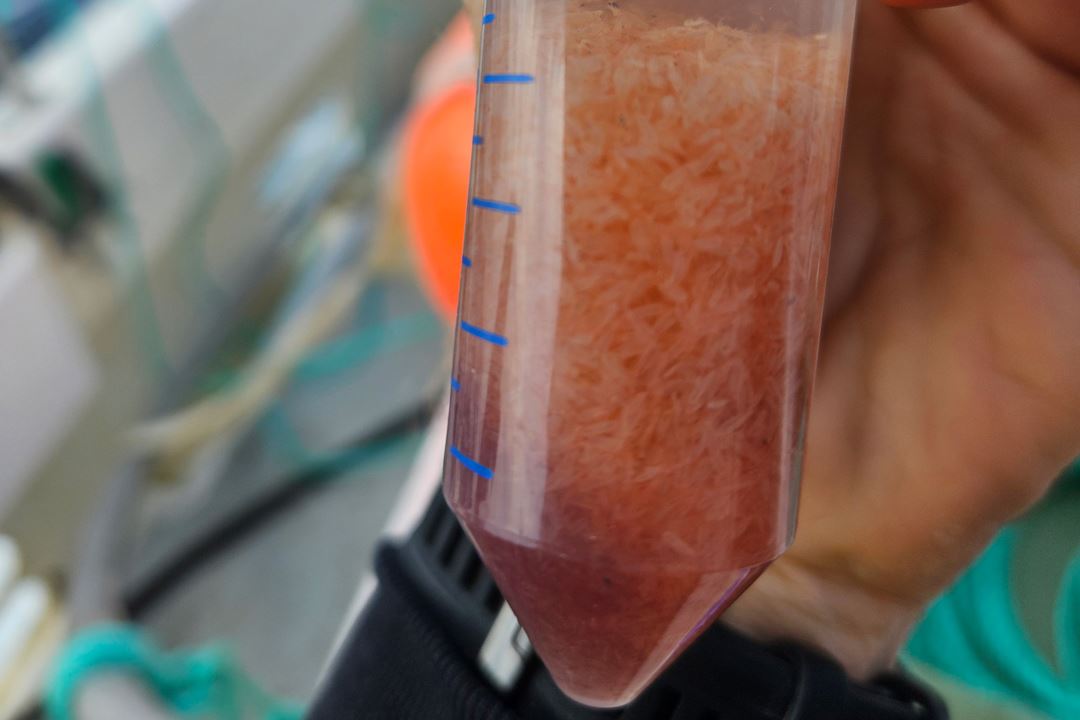 test tube with freshly caught Calanus