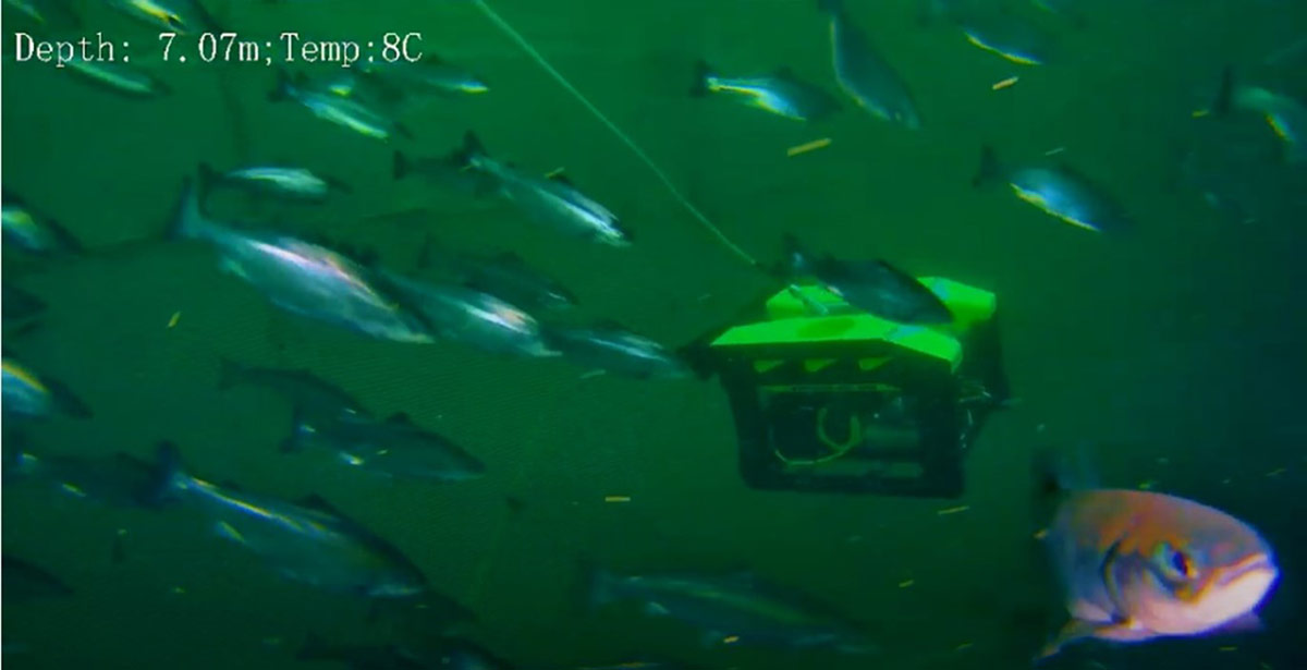 How robots affect fish surprises researchers