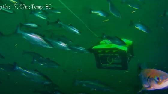 How robots affect fish surprises researchers