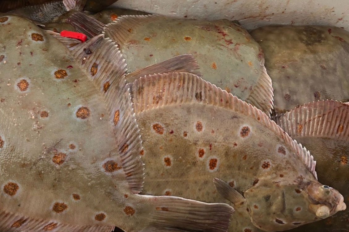 LoggFlat - Utvikle logistikkløsninger for flatfisk