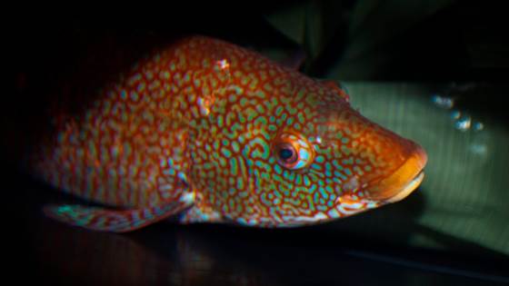 Production of ballan wrasse