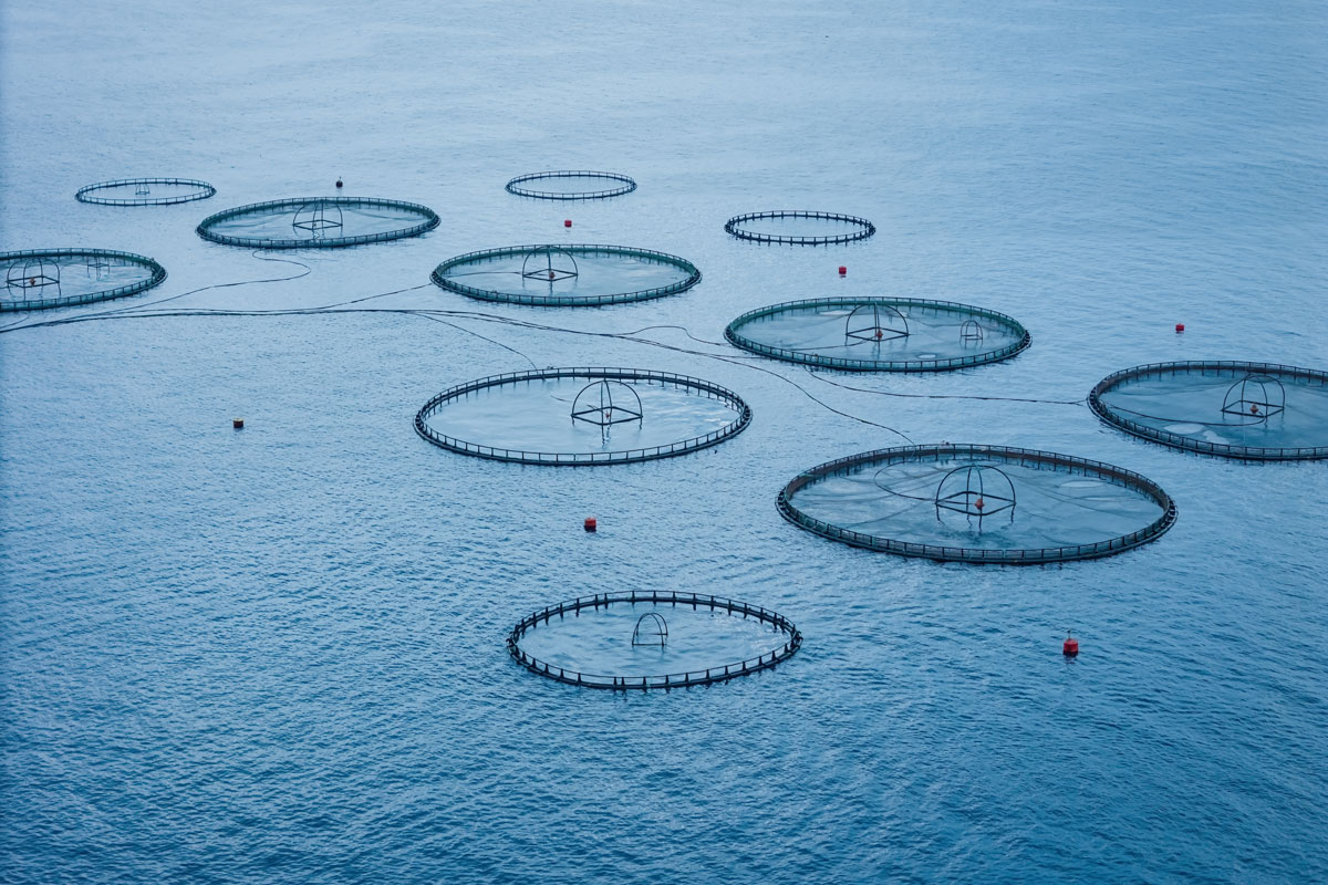 Kunnskapsgrunnlag for økt innovasjon og ressurseffektivitet i foredling av slam fra fiskeoppdrett