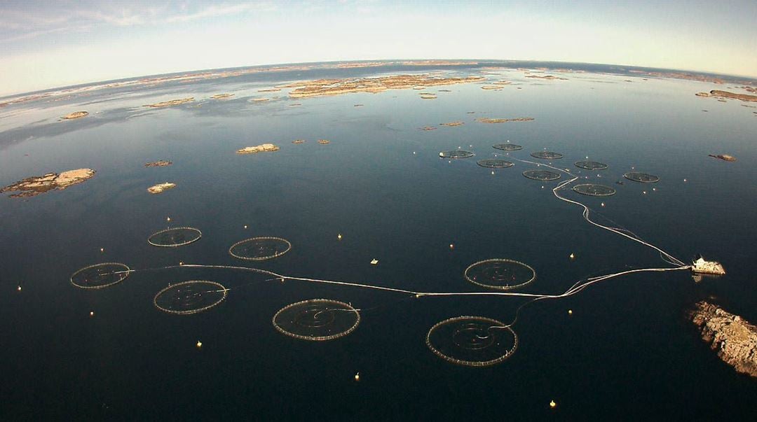 Bird photo of aquaculture site