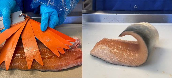 Fiskefarge og spenst i laks