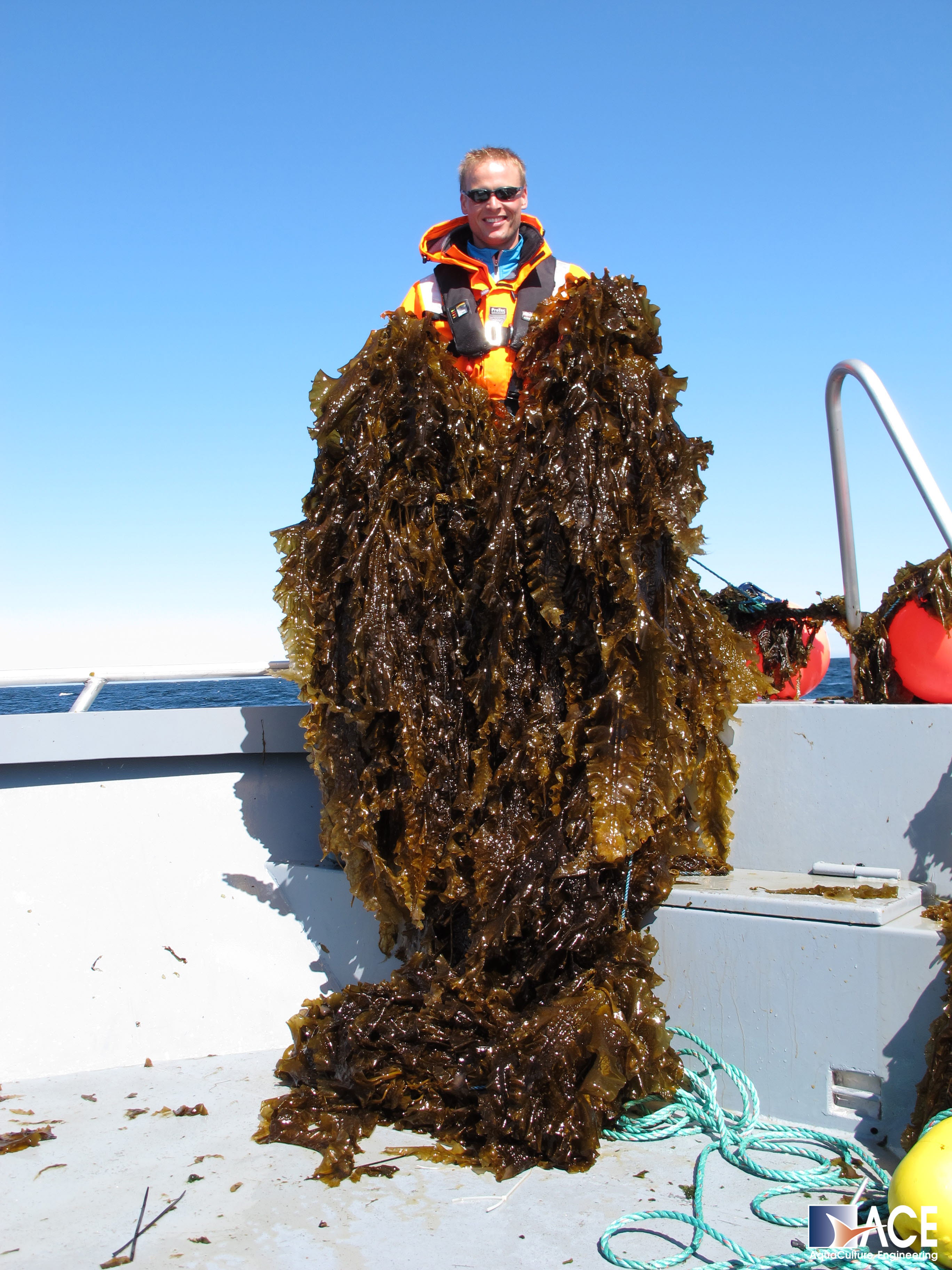 Tare som råvare til biodrivstoff