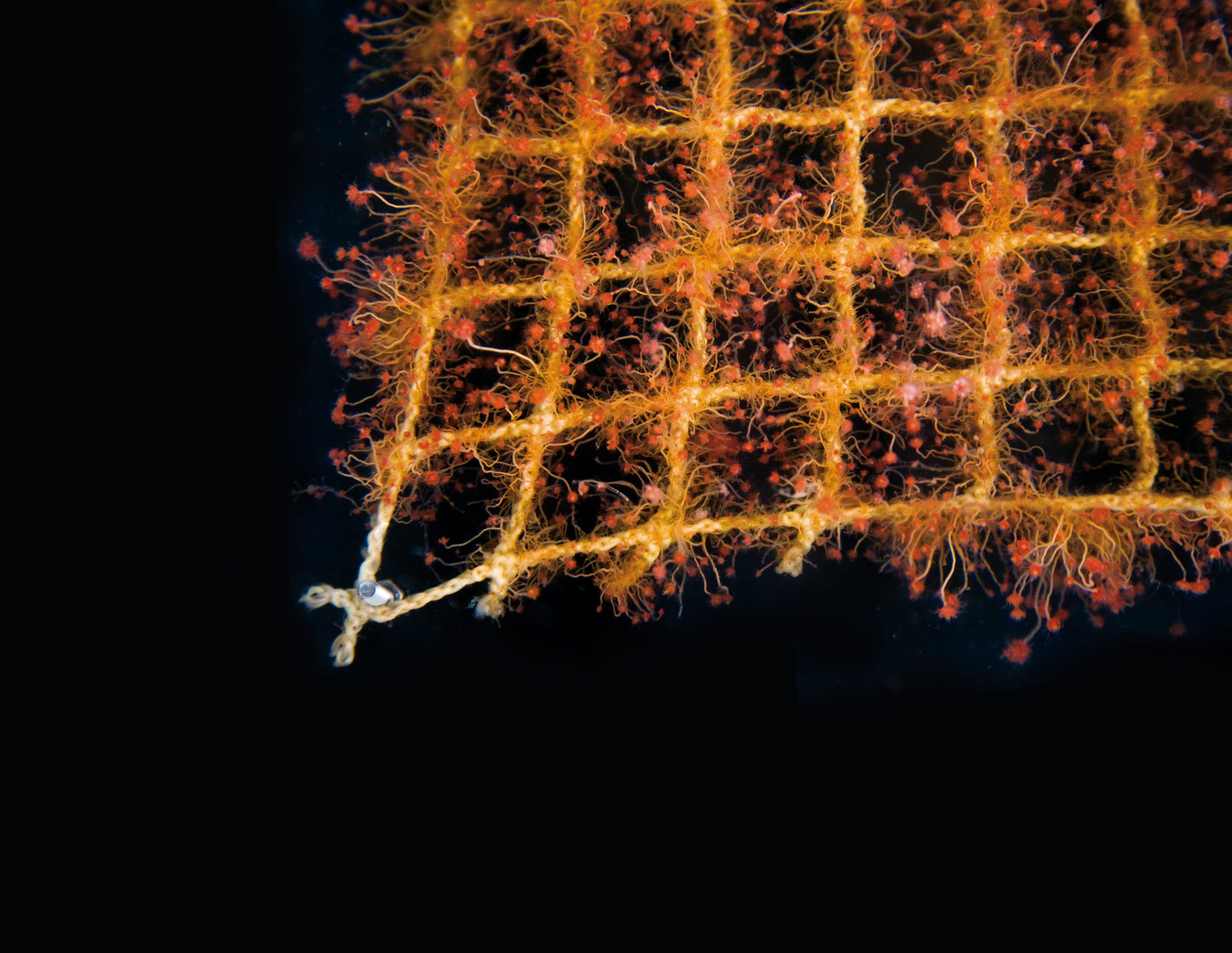 Lite kryp gjør stor skade