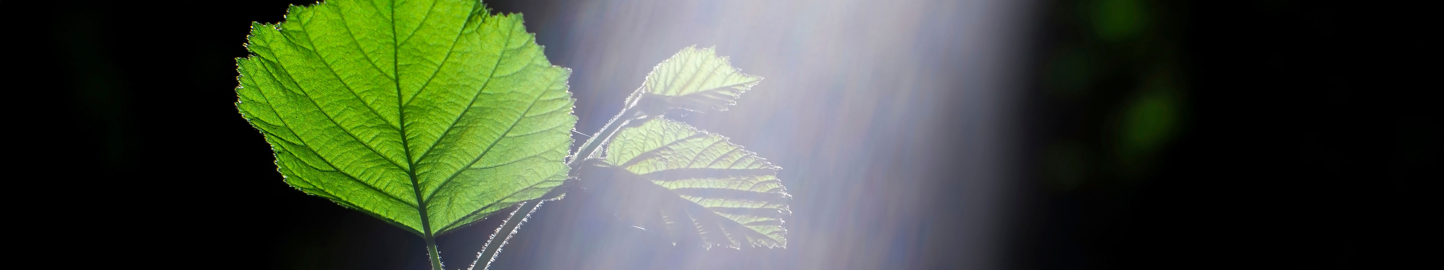 BECCS – Removing CO2 from the atmosphere