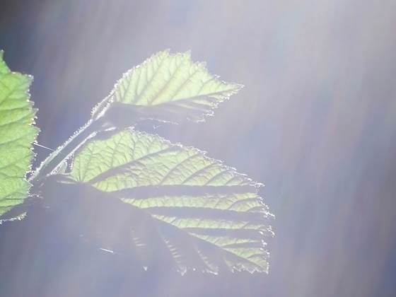 BECCS – Removing CO2 from the atmosphere