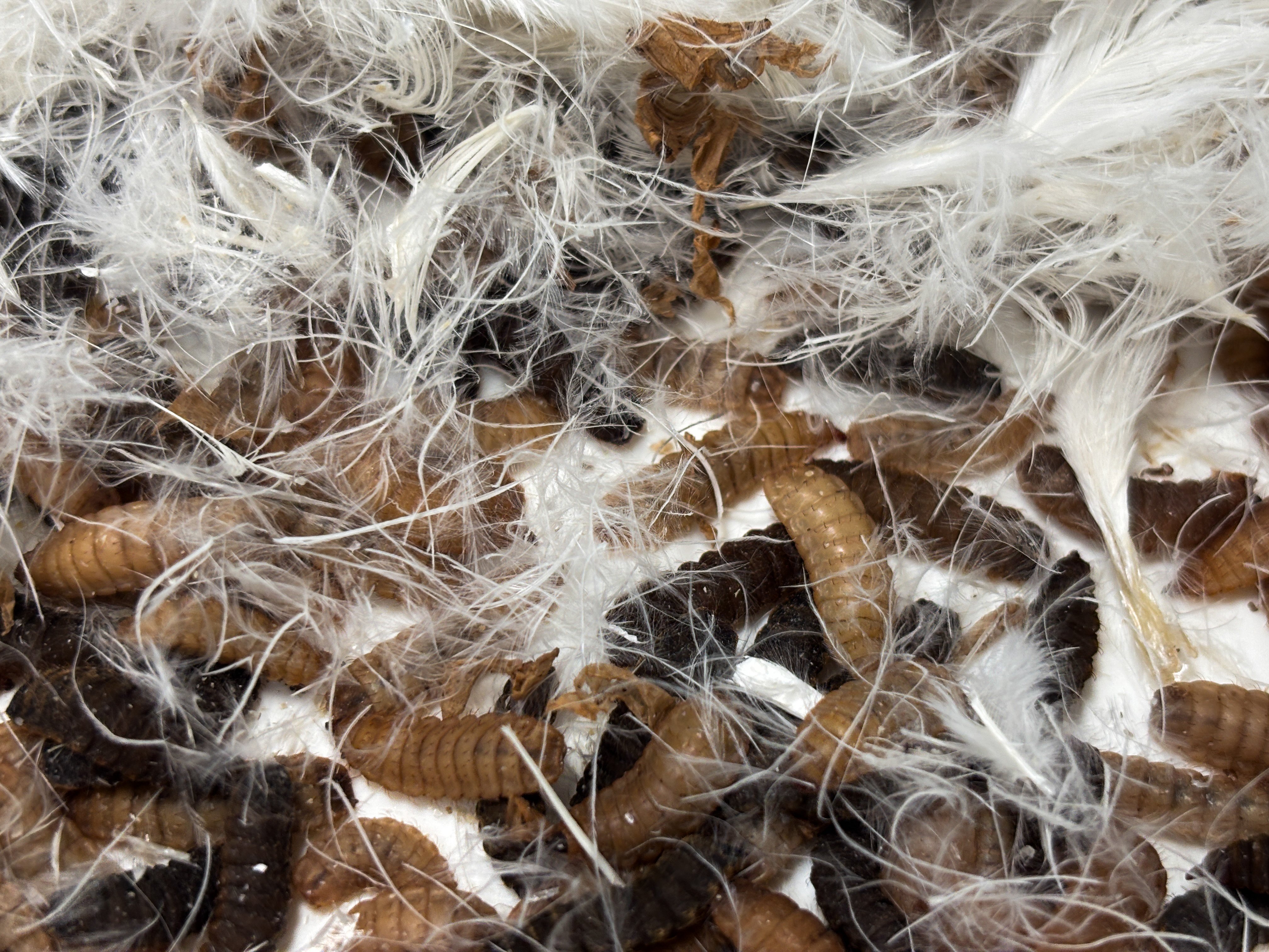 Hvor mye nytt fôr kan vi få til i Norge?