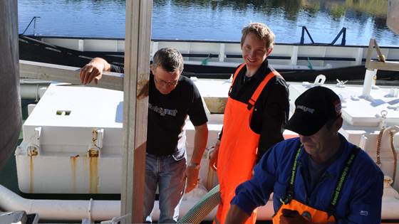 Optimal cooling of pelagic fish in chilled sea water