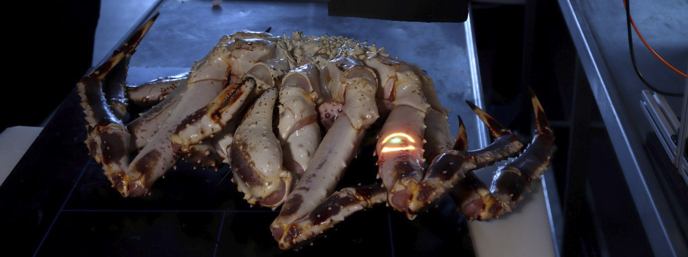 Measurement of meat content in live king crabs