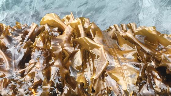 New test center will give kelp research a boost