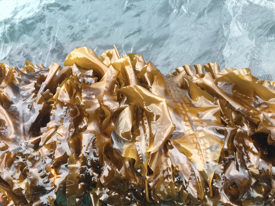 New test center will give kelp research a boost - Vimarsana News