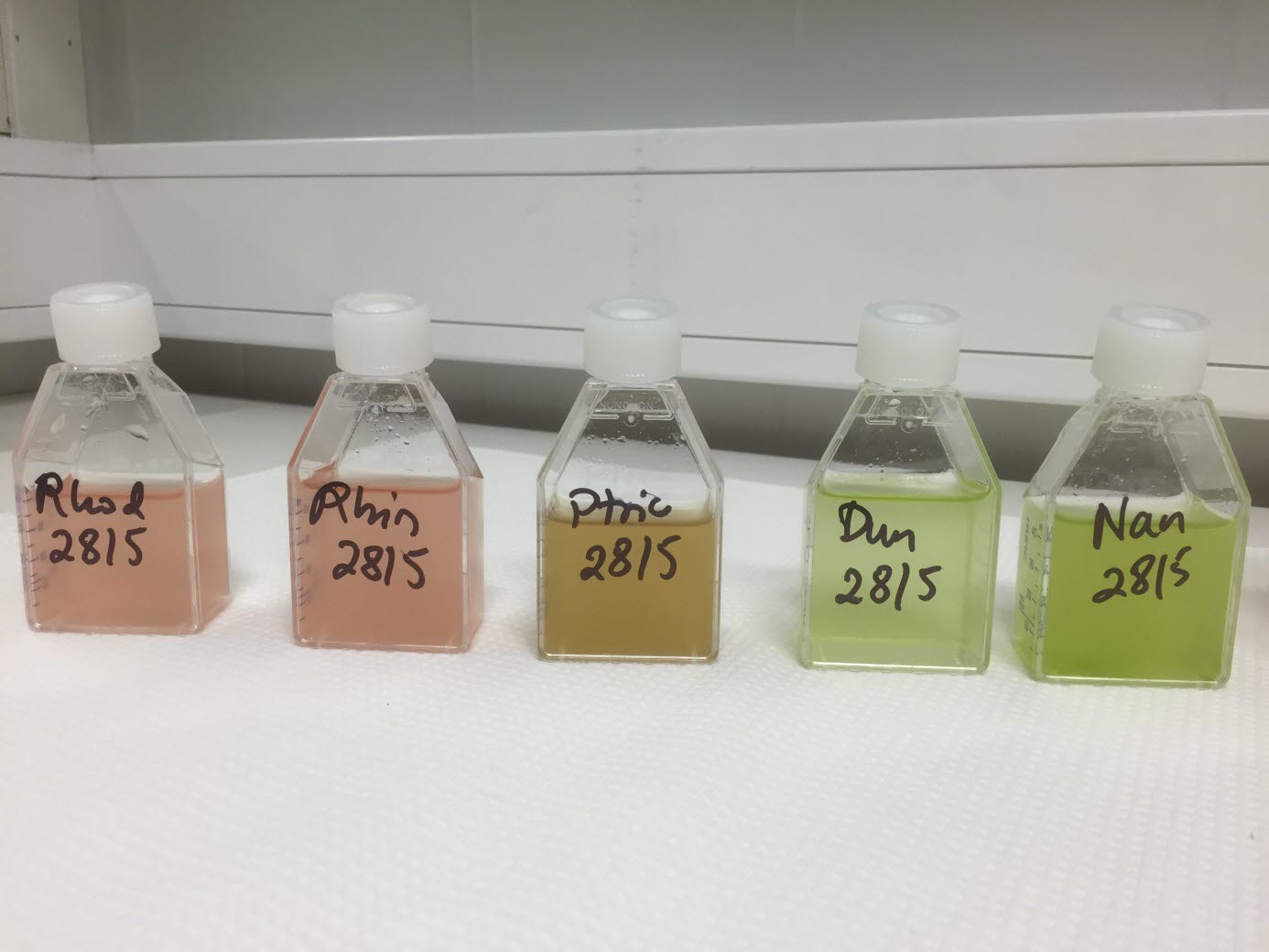 VALUABLE - Microalgea in cosmetics