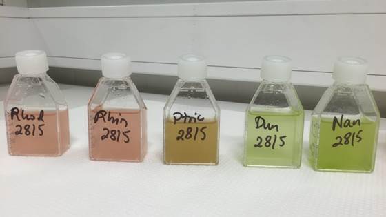 VALUABLE - Microalgea in cosmetics