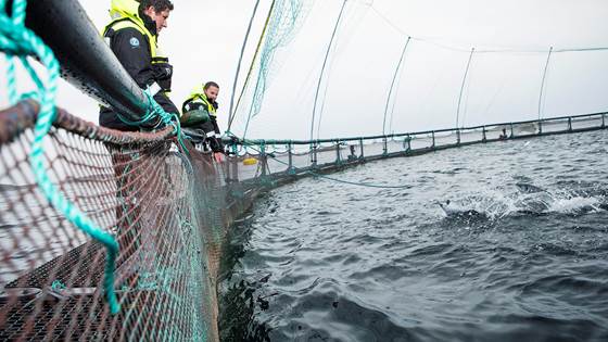 HMS i havbruk - risikostyring i ulike produksjonsformer