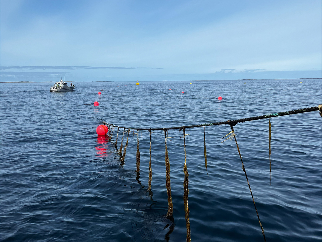 Tare på tau med røde bøyer og blått hav.