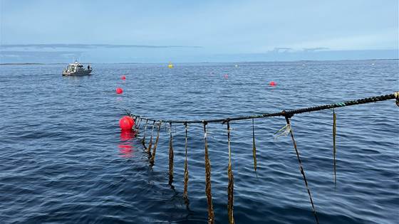 Kan taredyrking bli en industri for kyst-Trøndelag?