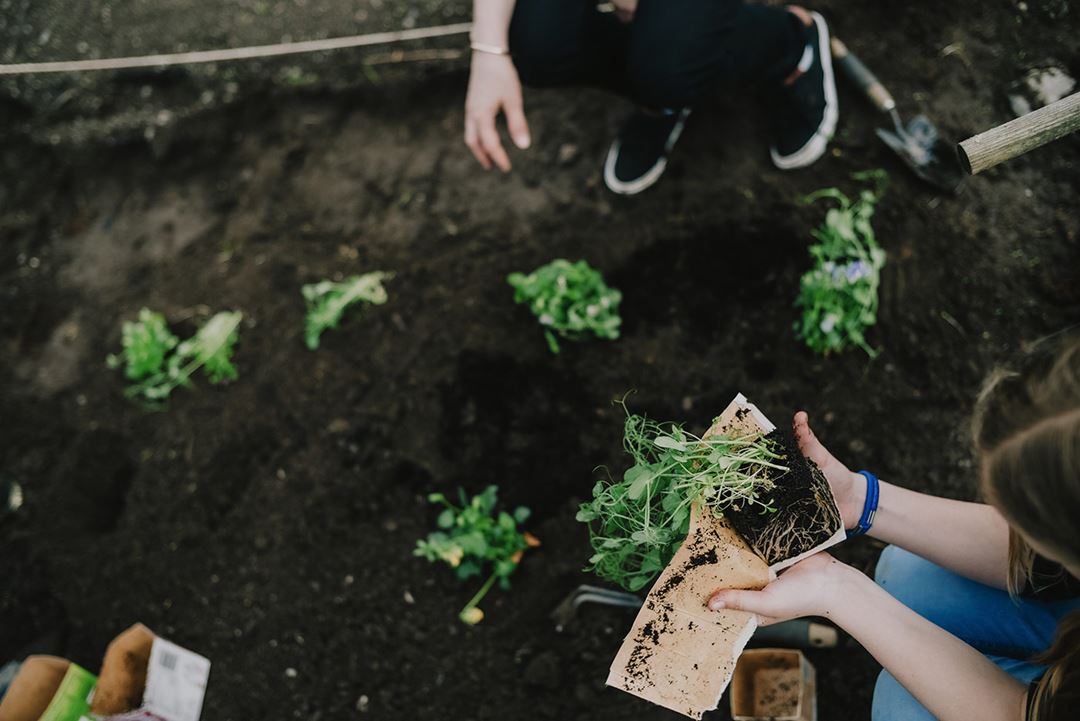 Hånd som holder blomstrende karse opp over jordflekk