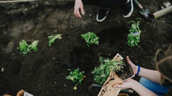 Kartlegging av restråstoff fra norsk landbruk til emballasjemateriale (Agriwaste)