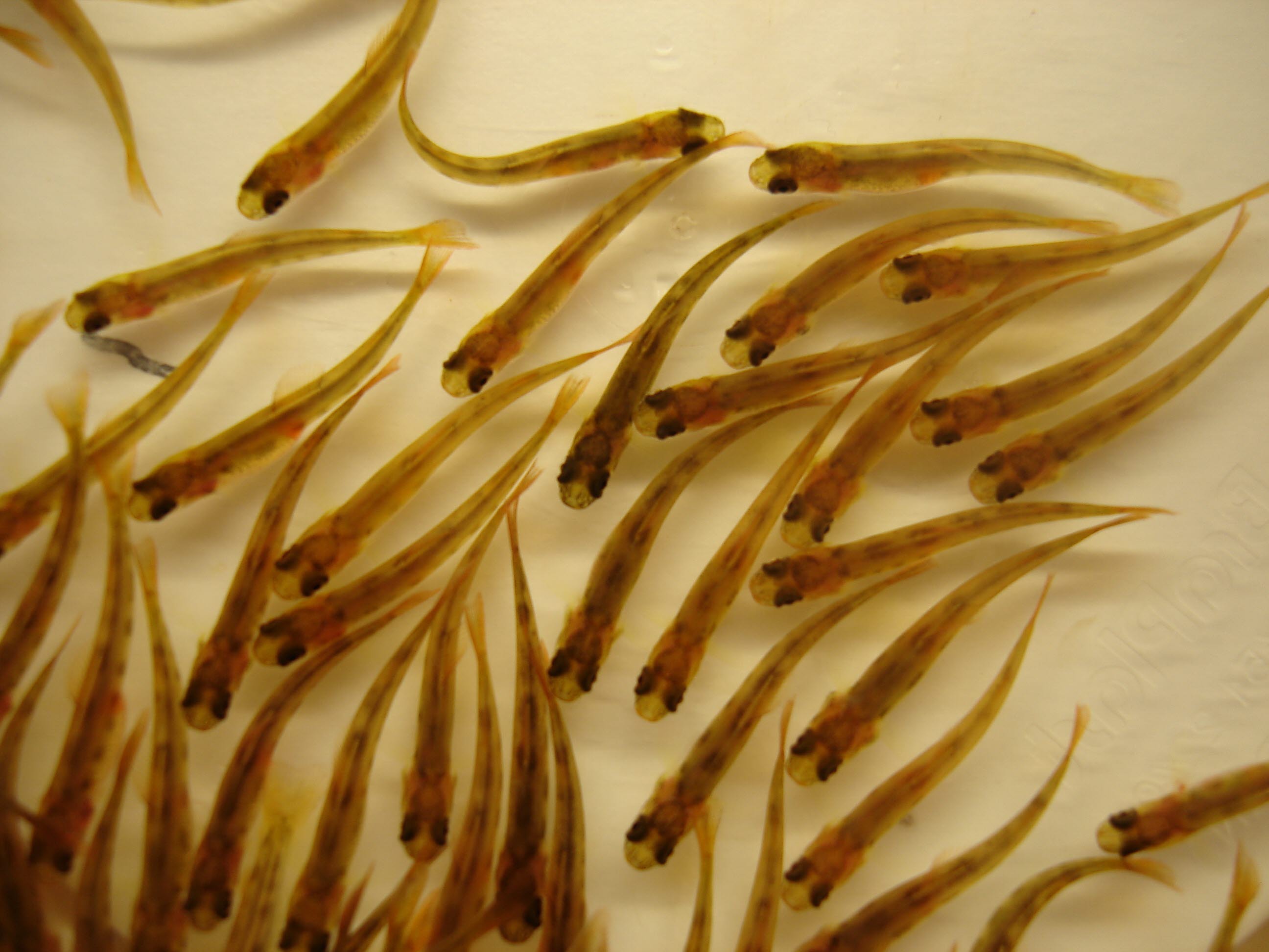 Salmon farming in closed systems: preliminary project