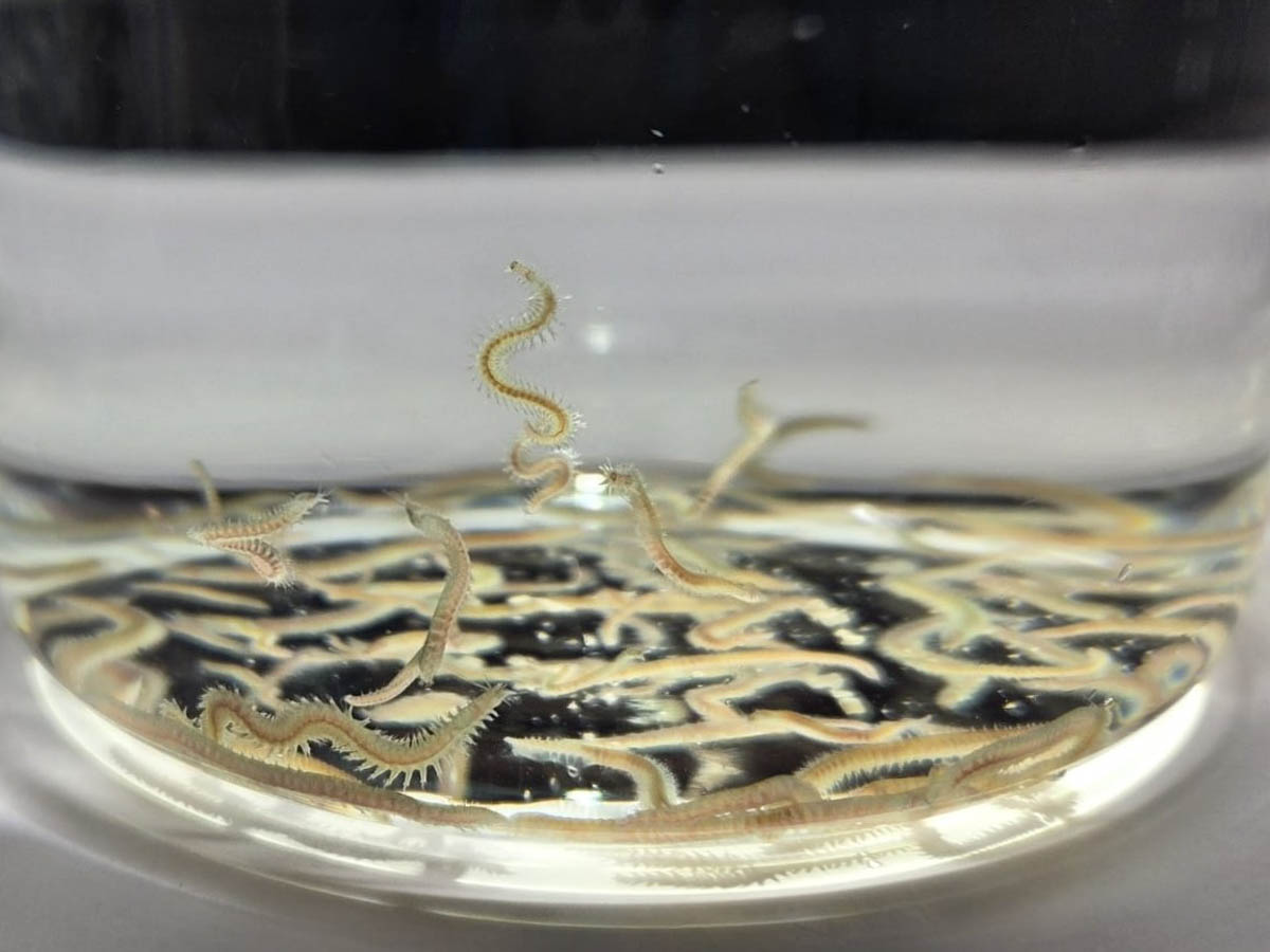 From waste, via insects to fish feed – is it safe?