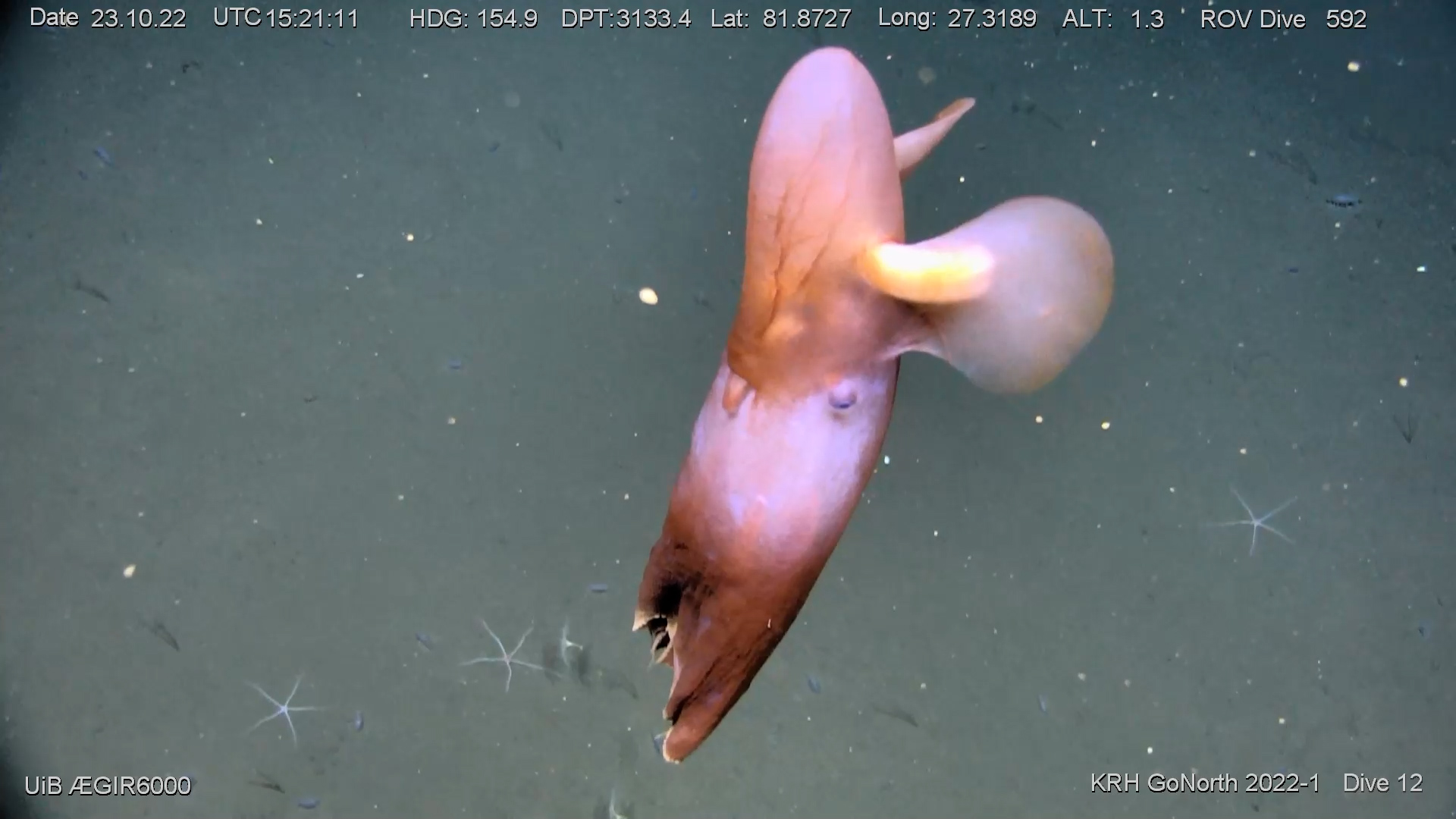 Grimpoteuthis, også kalt "Dumbo-blekkspruten", kan observeres dypt under overflaten (her på 3100 meters vanndyp).