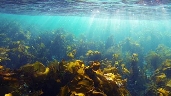 Seaweed Applications - Opportunities and Challenges 2019
