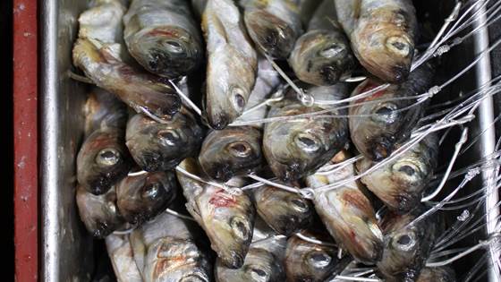 FishTech Kyst