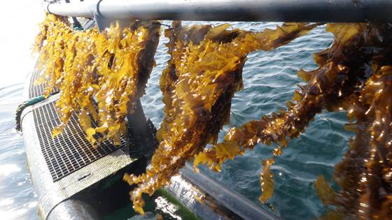 Taredyrkingsfartøy 2020