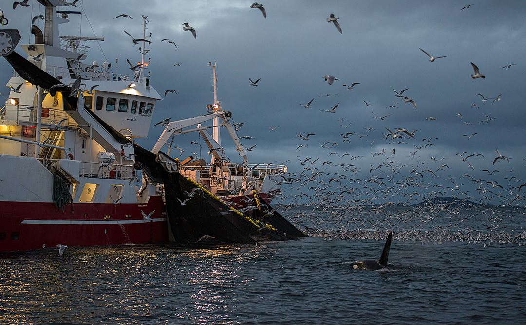 Killer whales feeding on herring around fishing boats, northern Norway